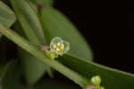 Muscarene Island leaf-flower